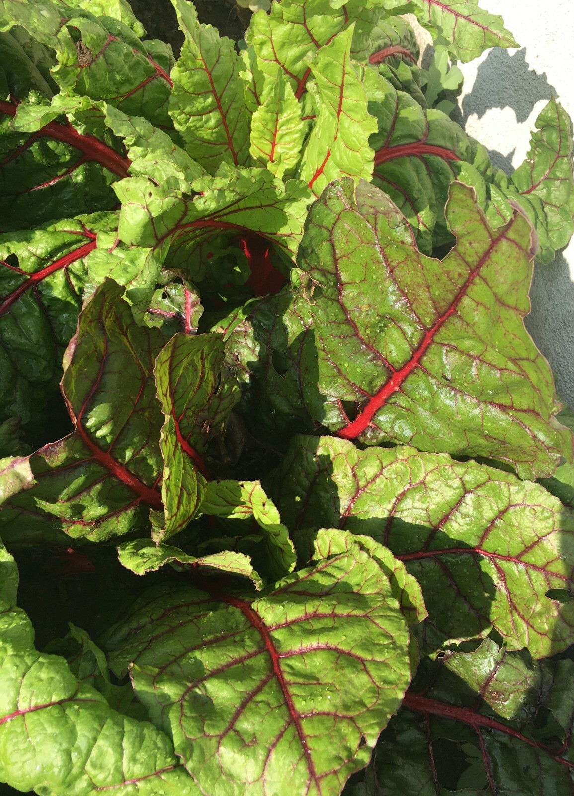 50+Organic Swiss Chard Seeds Rhubarb Perpetual Spinach Garden Fresh USA
