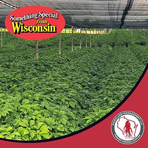 1 LB Stratified American Ginseng Seed Grow your own Wild Ginseng, Ready to Plant