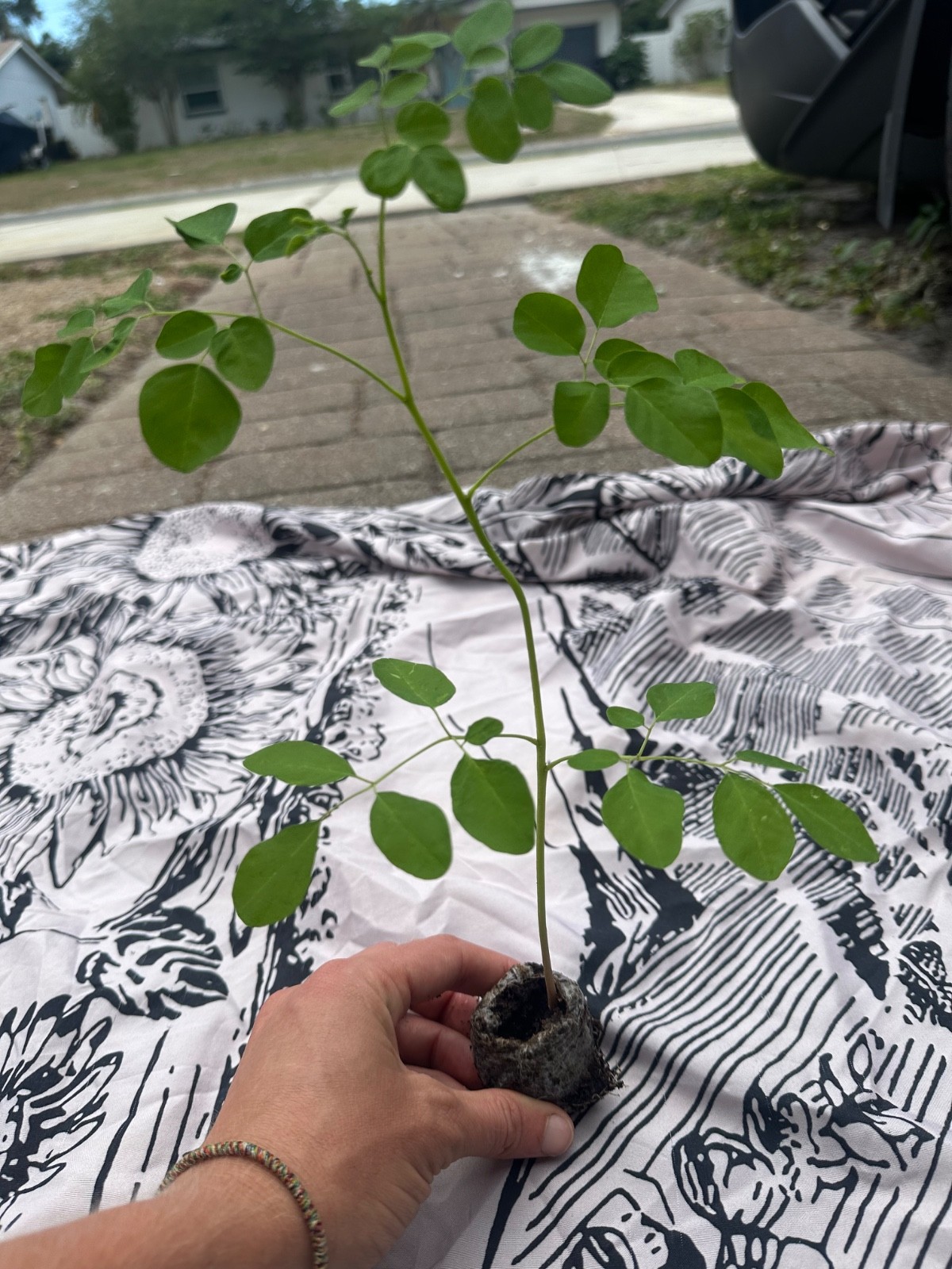 5 Live Moringa Tree Seedling 1 foot+ Moringa Oleifera live Miracle Tree Plant