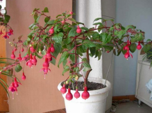 50pcs/bag Fuchsia Seeds Potted Flowers seeds,bonsai seeds.#1239