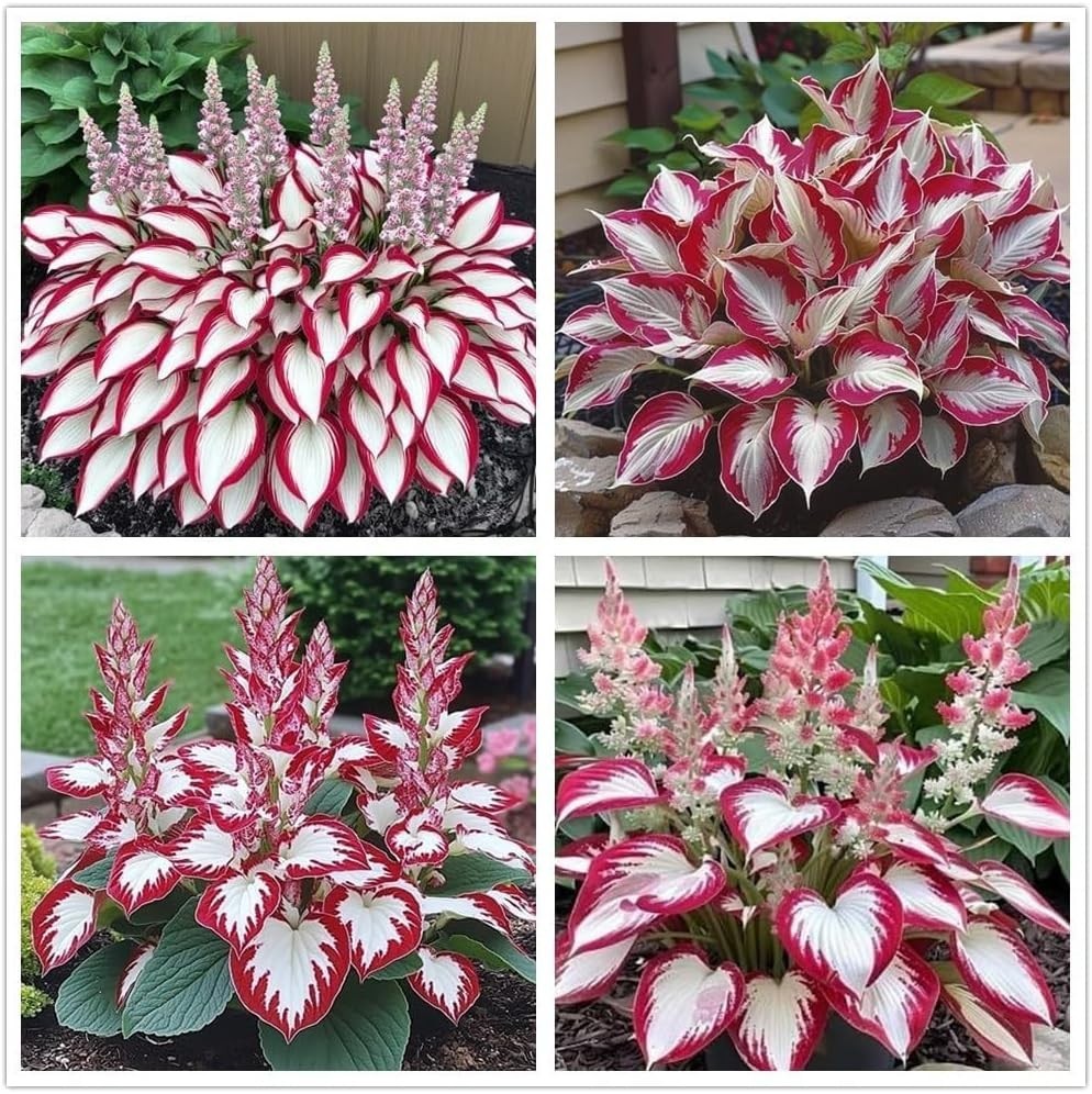Hosta Seeds – 100+ Red White Hosta Plants Seeds for Planting Outdoor
