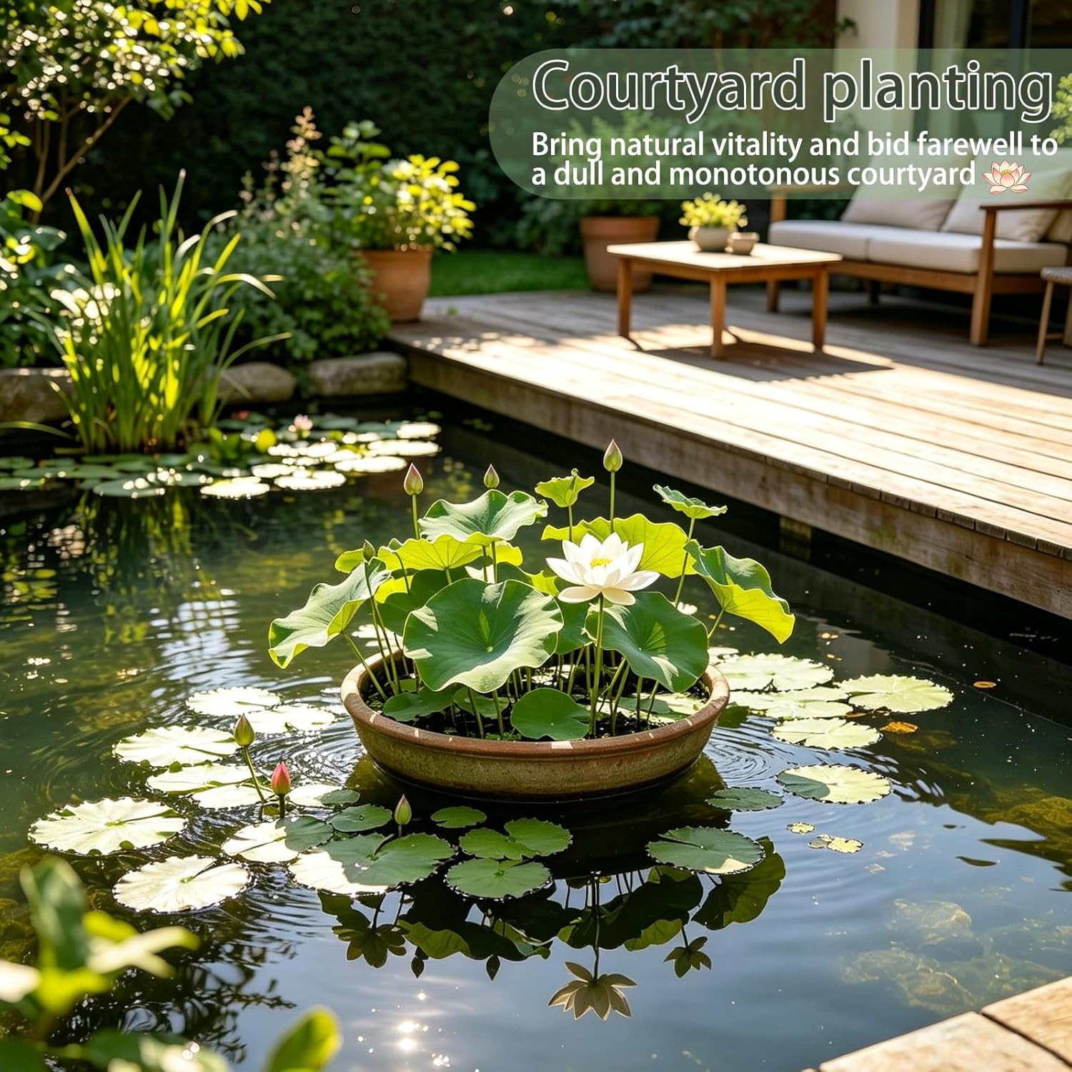 Bowl Lotus Seeds (Nelumbo Nucifera), Dwarf Patio Pond Variety, Pack of 30 Seeds