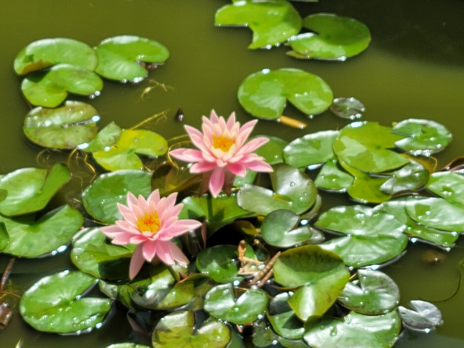 Live Nymphaea Hardy Hawaiian Angelskin Waterlily Aquatic Pond Plant with Rhizome