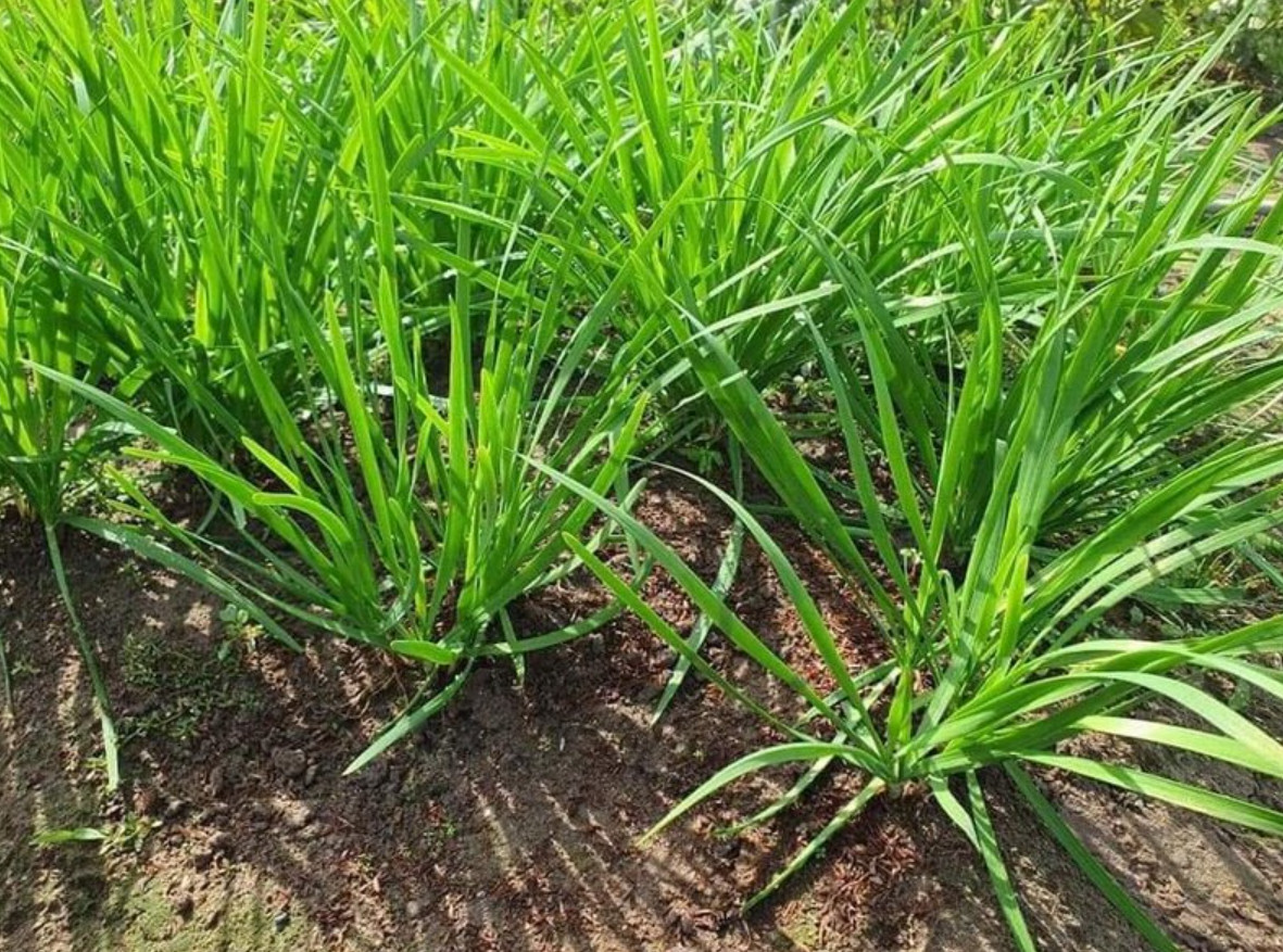 Chives Seeds – 1g – Garlic Chives – Hẹ Lá – Popular Asian Herb
