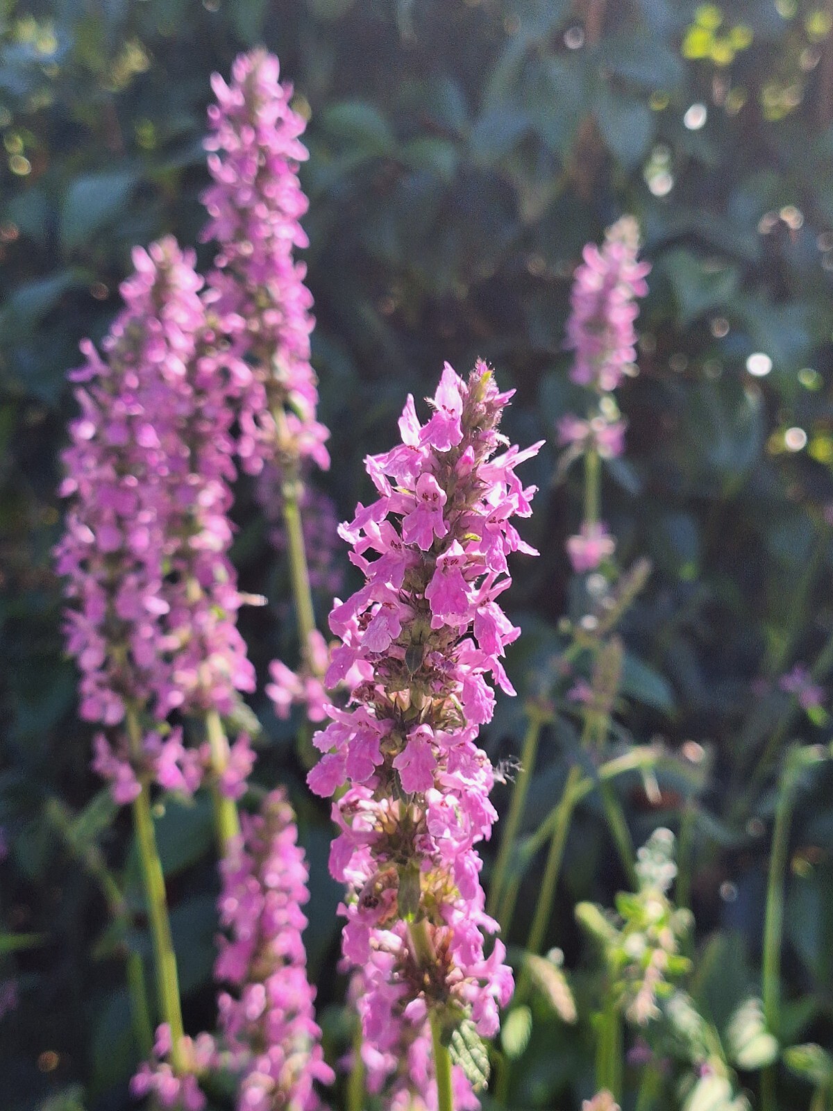 AGASTACHE 200 SEEDS, HYSSOP, PINKISH-PURPLE FLOWERS, HARDY PERENNIAL