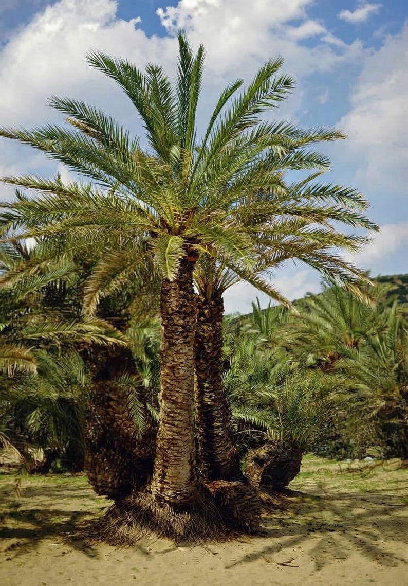LIVE – Cold Hardy 10F – Rare – Phoenix Theophrasti (Golkoy Variant) Greek Island
