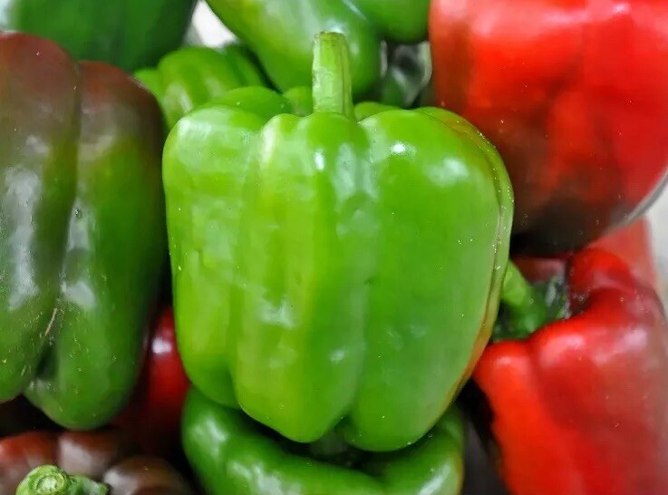 Pepper- Green & Red California Wonder- 360 Seeds – 6 Pack Lot Fredonia 2016