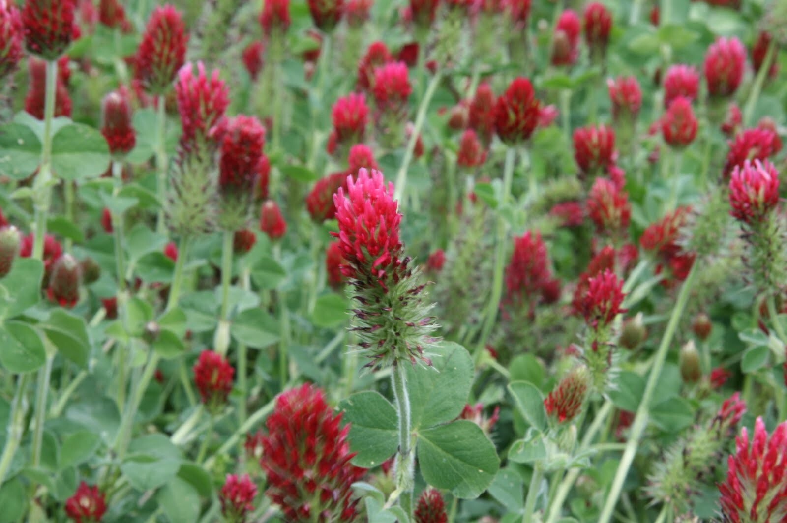 Crimson Clover Seed – NON-GMO Heirloom Inoculated Cover Crop & Food Plot