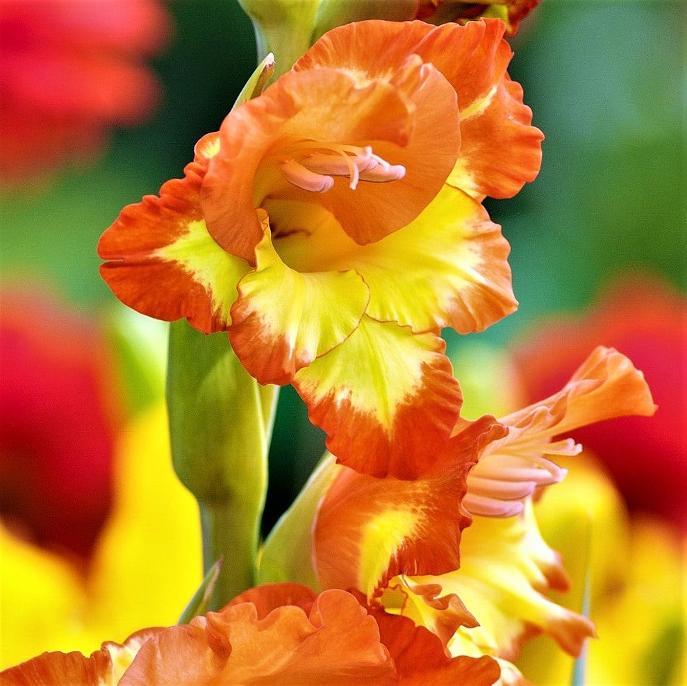 Hardy Gladiolus Nanus Easy to Grow Mix 30 Plant Bulbs, Spring to Summer Flowers