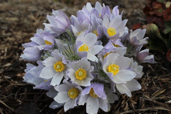 Anemone patens var. wolfgangiana | Pasque Flower | 10_Seeds