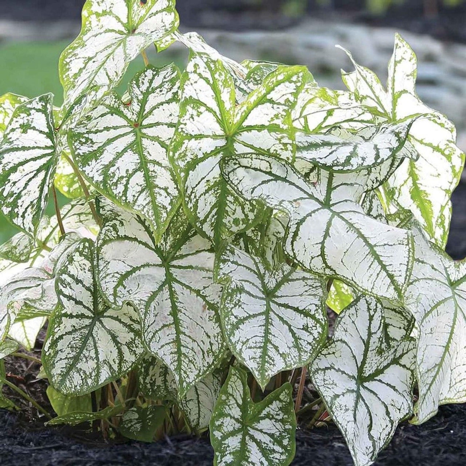 Fancy Caladium White Christmas Bulbs Size #1 For Planting Heirloom 2026 Spring