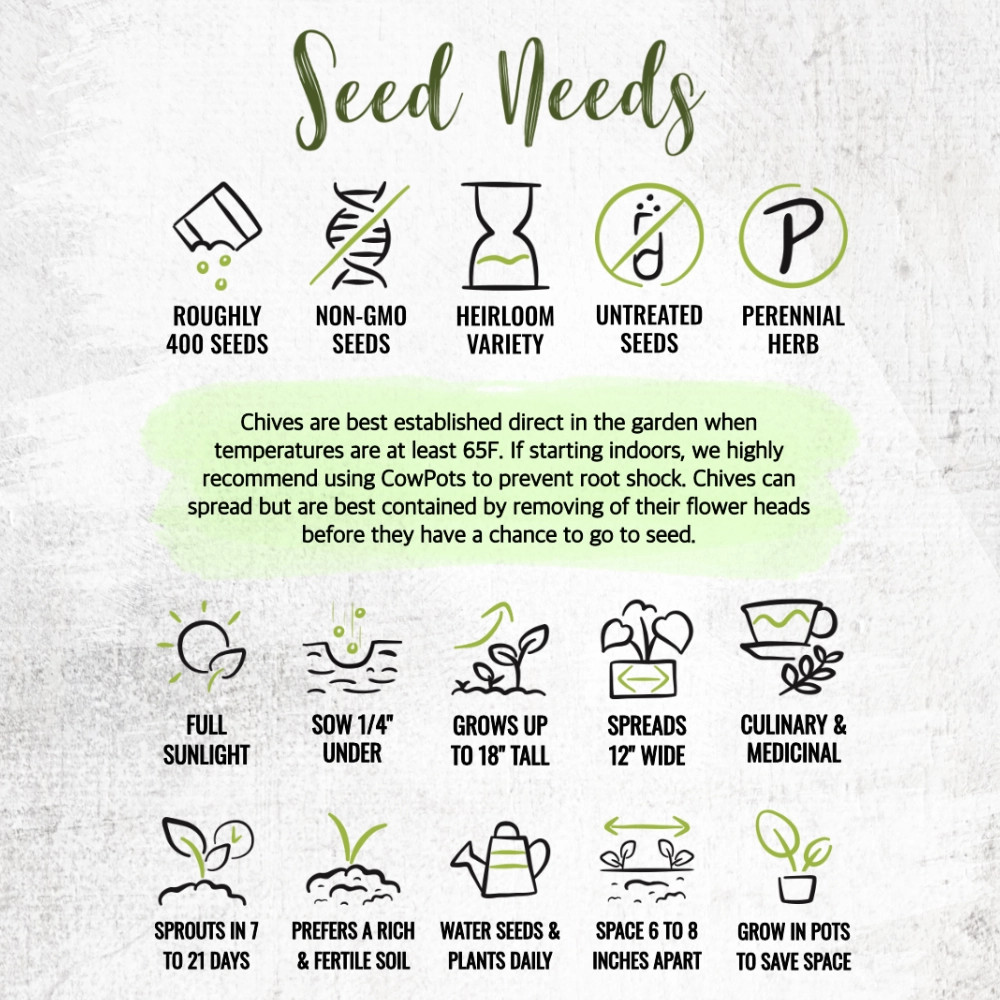 Garlic Chives Herb Seeds For Planting (Allium tuberosum)
