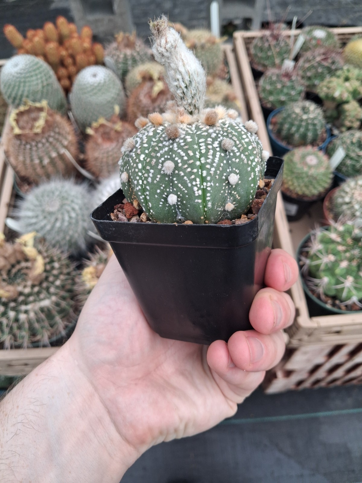 Astrophytum asterias cv. Iwata Snow White ISW US seller