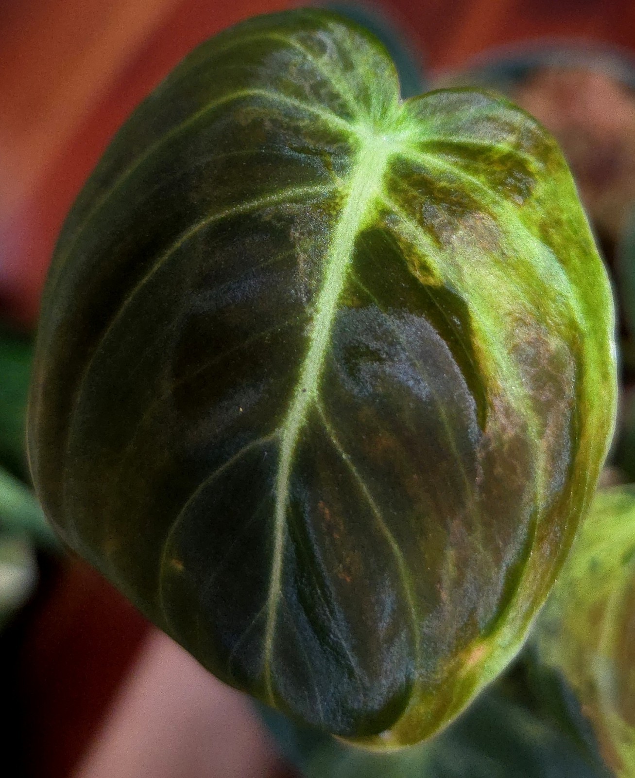 Rare Philodendron Variegated Melanochrysum 13″ Tall Not Anthurium Aroid Monstera