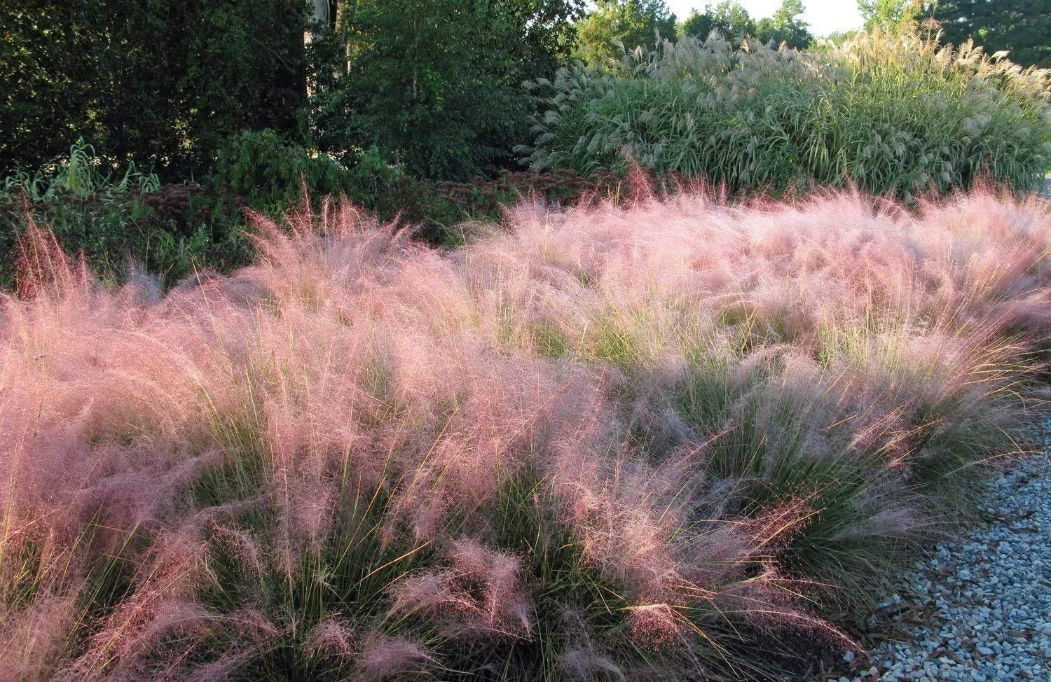 Muhly Grass | 2 Inch | Live Plants | Muhlenbergia | Ornamental Grass