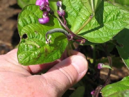 ROYAL BURGUNDY BUSH Bean Seeds, Heirloom Seeds – NON GMO, Every kids favorite.