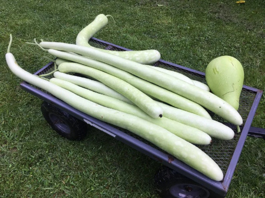 100 CUCUZZI seeds; Serpente di Sicilia; Serpent of Sicily summer squash; cucuzza