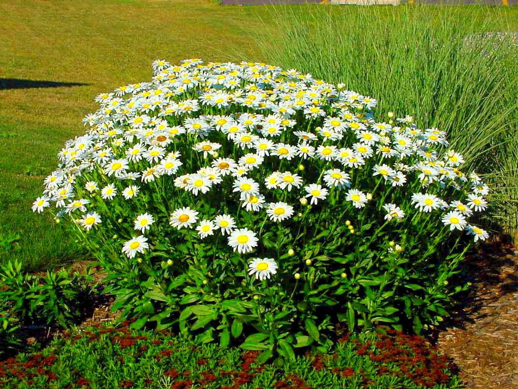 Beautiful Shasta Daisy! Perennial – 25 Seeds! Very Easy to Grow! Comb. S/H!