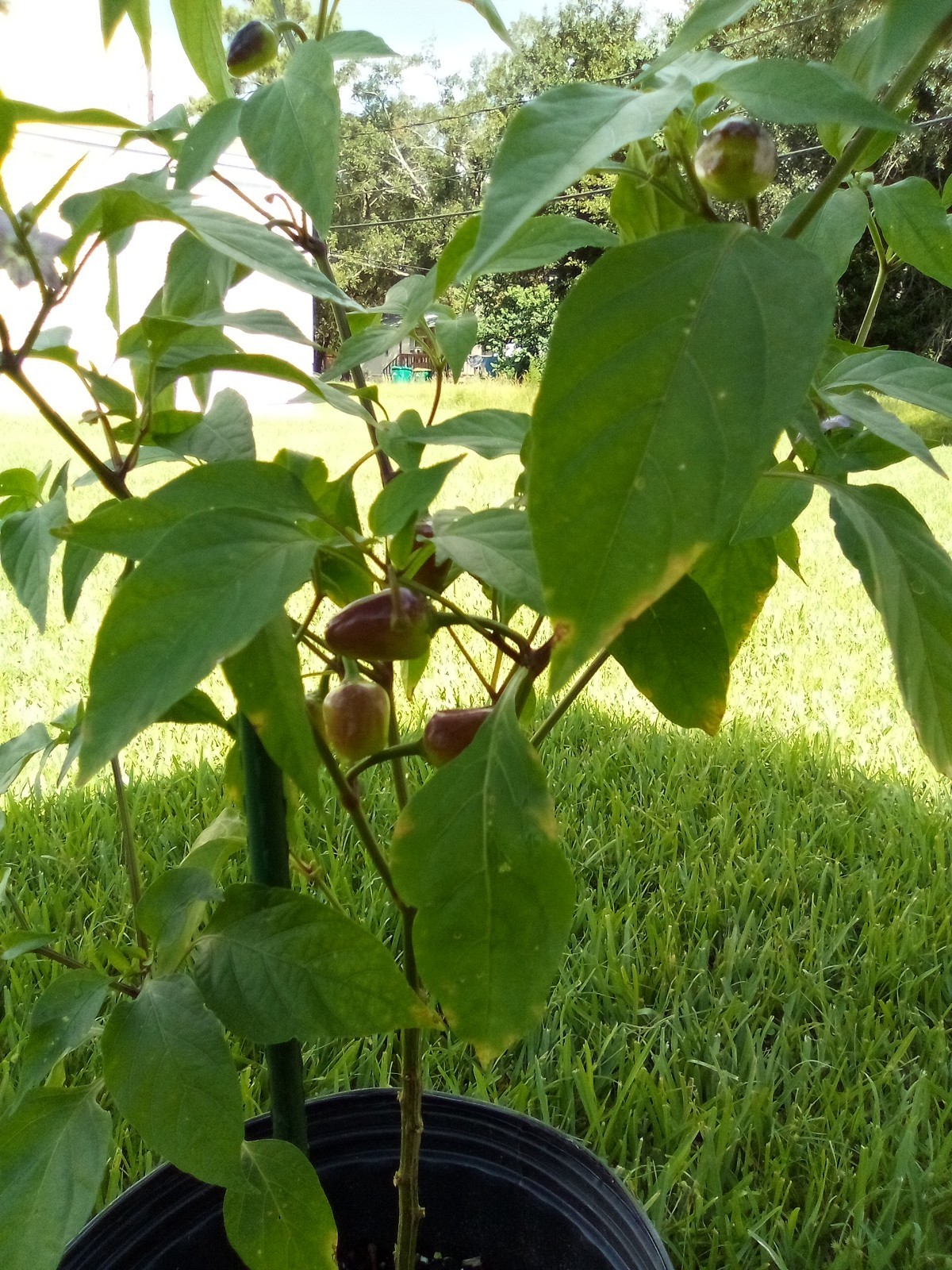 Purple Side Kick Pepper Seeds (Sweet &Spicy)