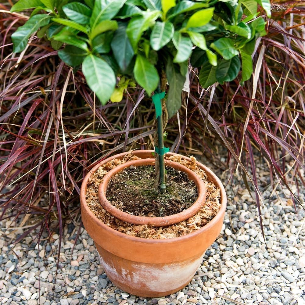 Long-Lasting Orchid and Succulent Sphagnum Moss – Essential Plant Care Solution
