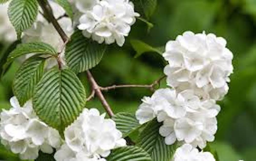 1 Japanese Snowball Plant 12-24″ Tall Viburnum plicatum Bare root