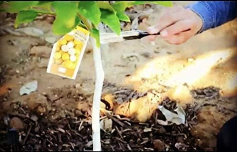 Brown 3 in 1 Plant Guard 1 Pint for Roses and Fruit Trees Environmentally Safe