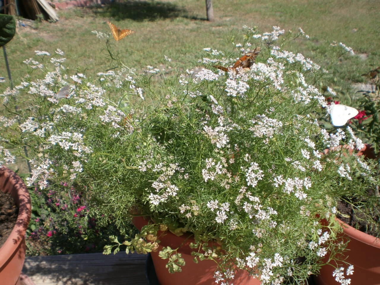 CILANTRO / CORIANDER HERB – 100 Fresh Seeds – FREE Shipping