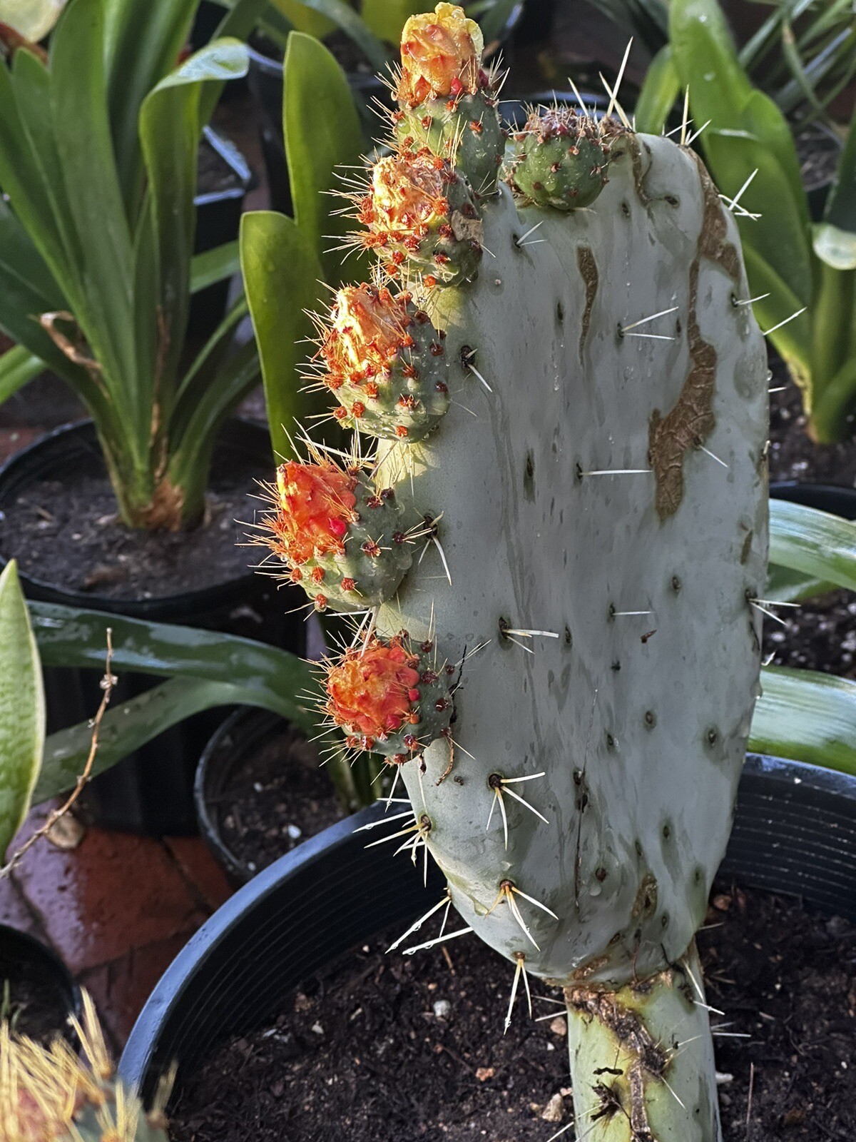 Prickly PEAR 🍐 Cactus Plant , Orange, Pink & Yellow Flowers 🌸 2x 10-14” PADS