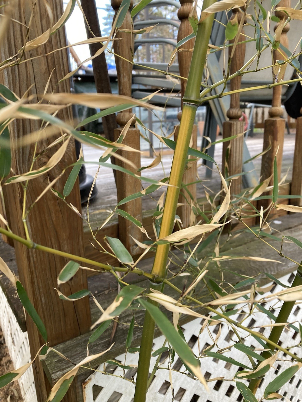 Yellow Groove Bamboo Cold Hardy Zone 5 Rhizome 9 Inch 1 Ct.