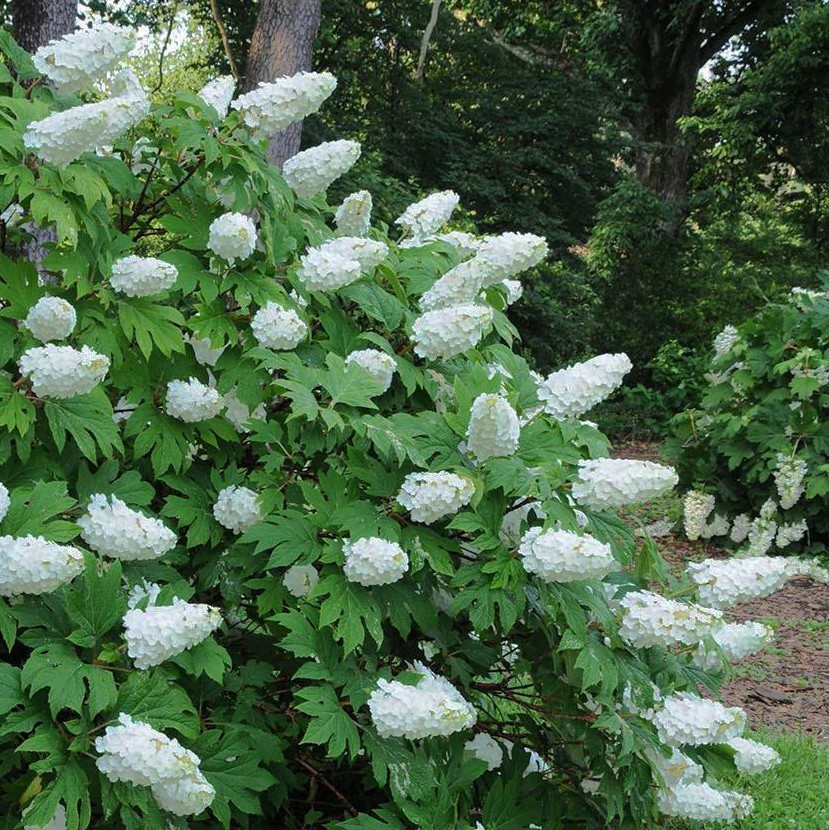 Oakleaf Hydrangea Live Plant – 6-10″ Tall – 1qt Pot – White Flowers – Zones 5-9