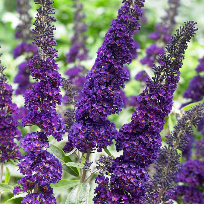Black Knight Buddleia – 4-8″ Tall – Dark Purple Butterfly Bush for Pollinator