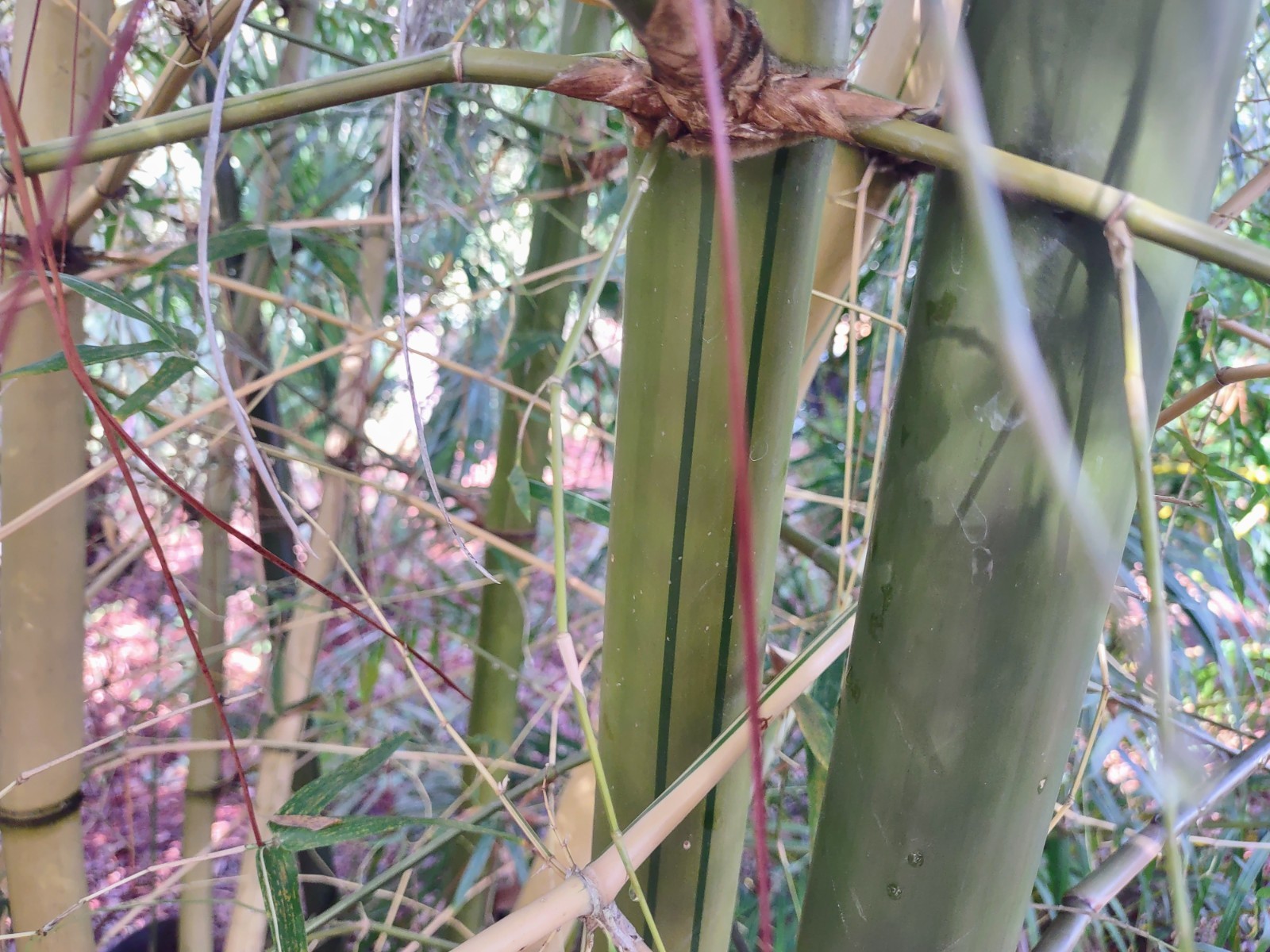 Hawaiian Gold / Painted Bamboo (Bambusa vulgaris ‘Vittata’) – One Rooted Cutting