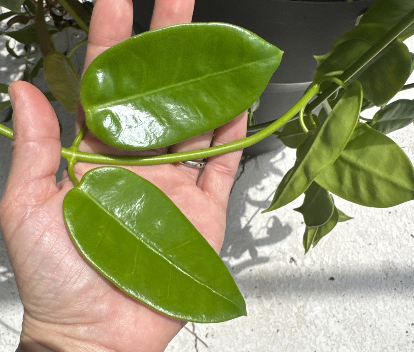 Rare Gold star Hoya Cutting 11” Multiple Nodes Ships From US