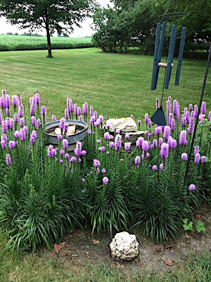 50 PURPLE BLAZING STAR FLOWER SEEDS Liatris spicata Cold Hardy-3 Butterfly Plant