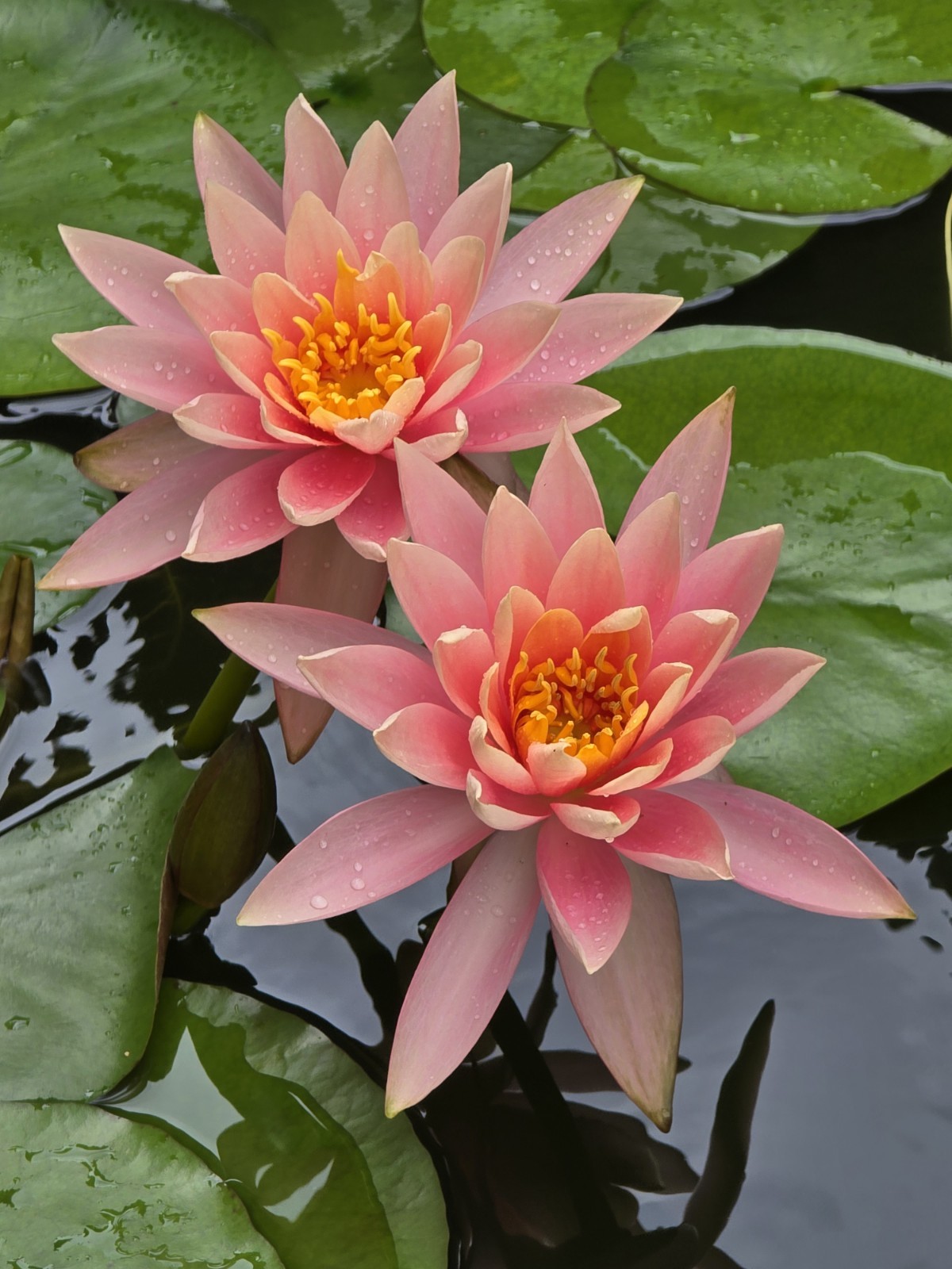 Live Nymphaea Hardy Hawaiian Angelskin Waterlily Aquatic Pond Plant with Rhizome