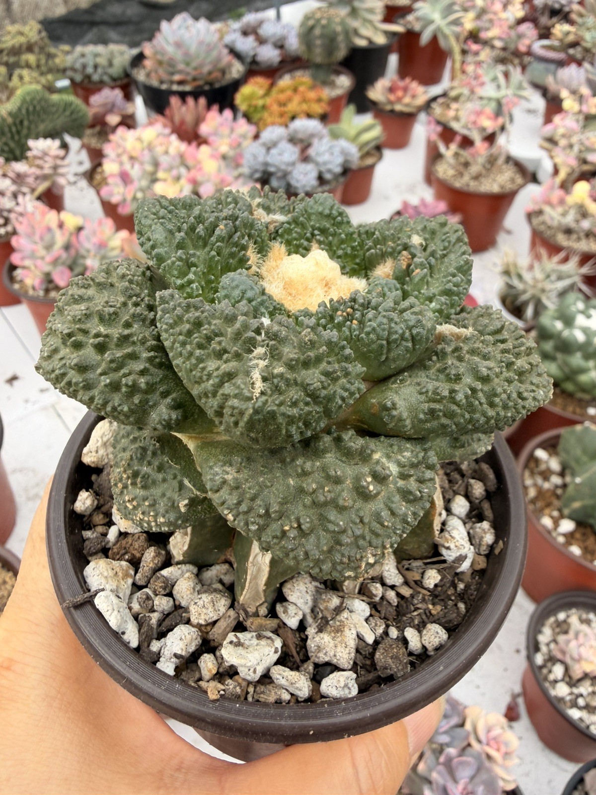 Rare Cactus Grafted