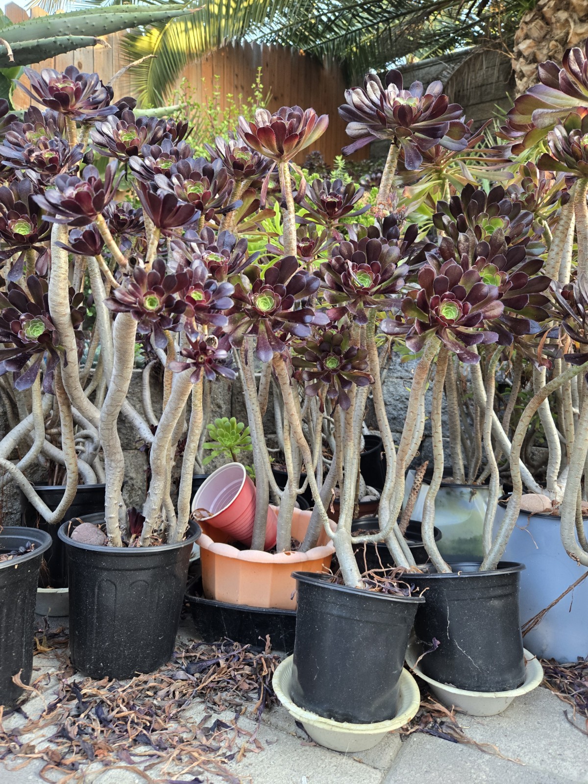 Two Aeonium arboreum ‘Atropurpureum’ Purple Rose Plants