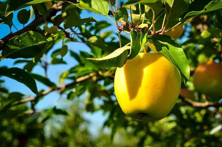 YELLOW DELICIOUS APPLE Fruit Tree Bare-root