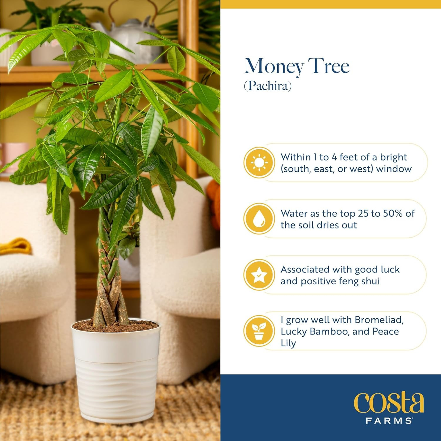 Money Tree (Pachira Aquatica) Live Indoor Bonsai-Style Plant, 12-16 Inches Tall,