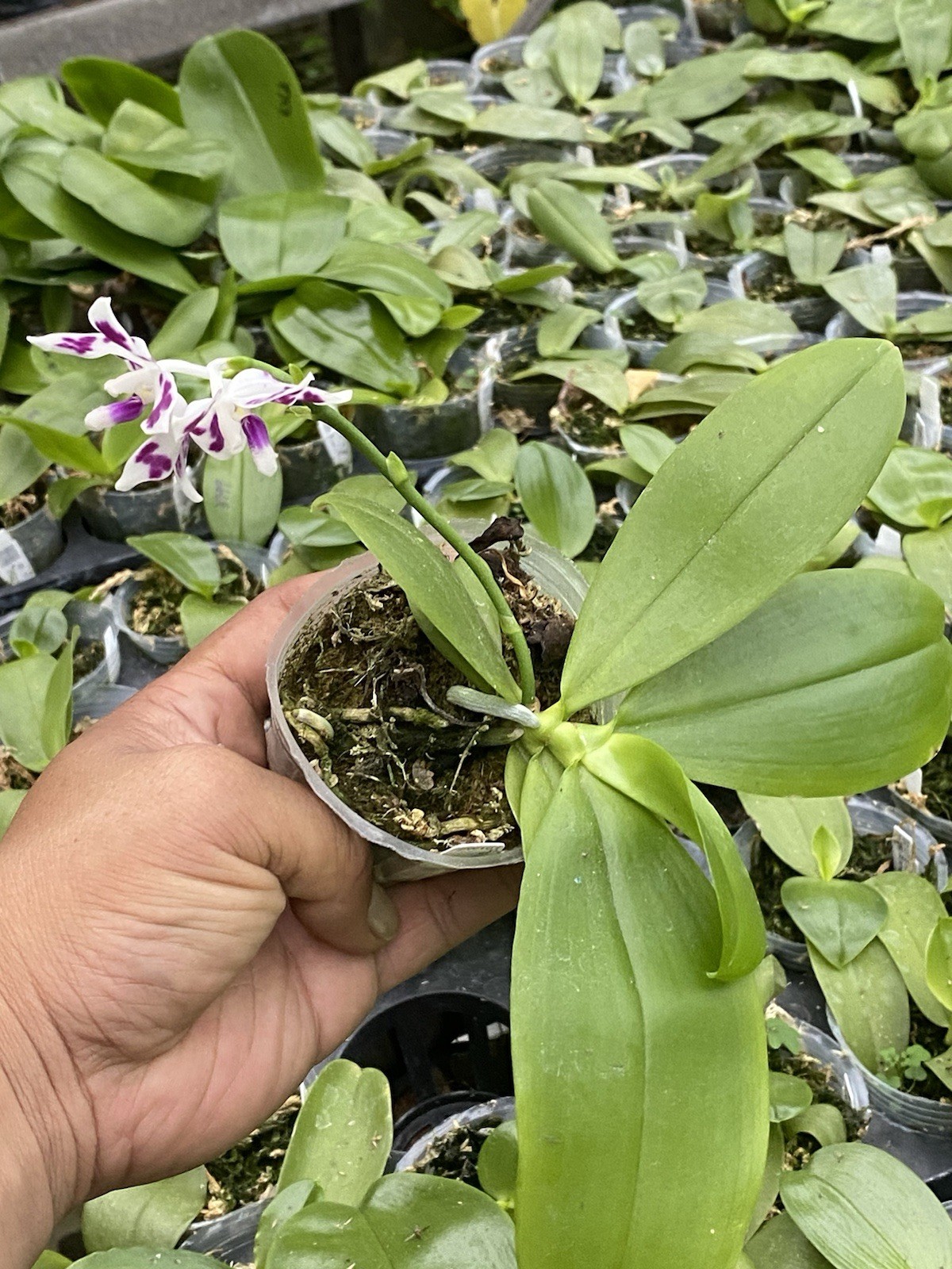 Original Phal Phalaenopsis species tetrapis-FRAGRANT