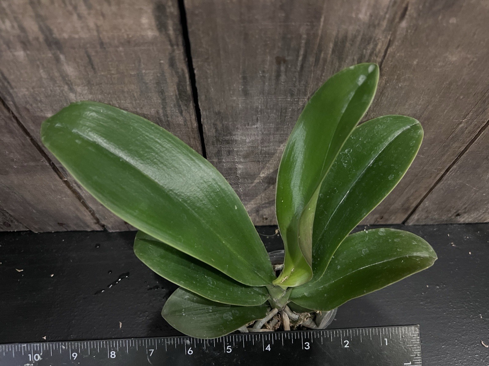 Phal. Unique Yellow Diana, Mericlone, Blooming Size, FREE Shipping
