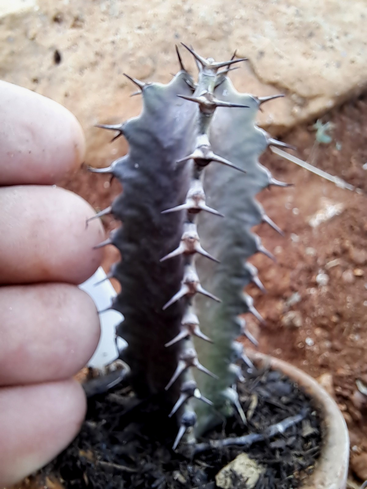 EUPHORBIA CANARIENSIS COPPER FORM *** GORGEOUS ! ! ***