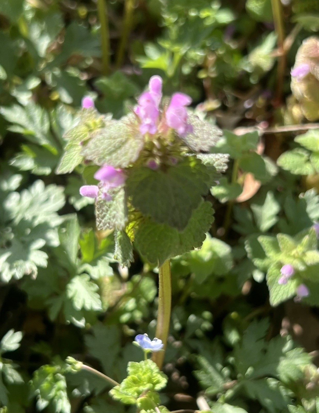 1oz DRIED Purple DEADNETTLE Dead-nettle Latium Purpuream MEDICINAL TEA – SALVE