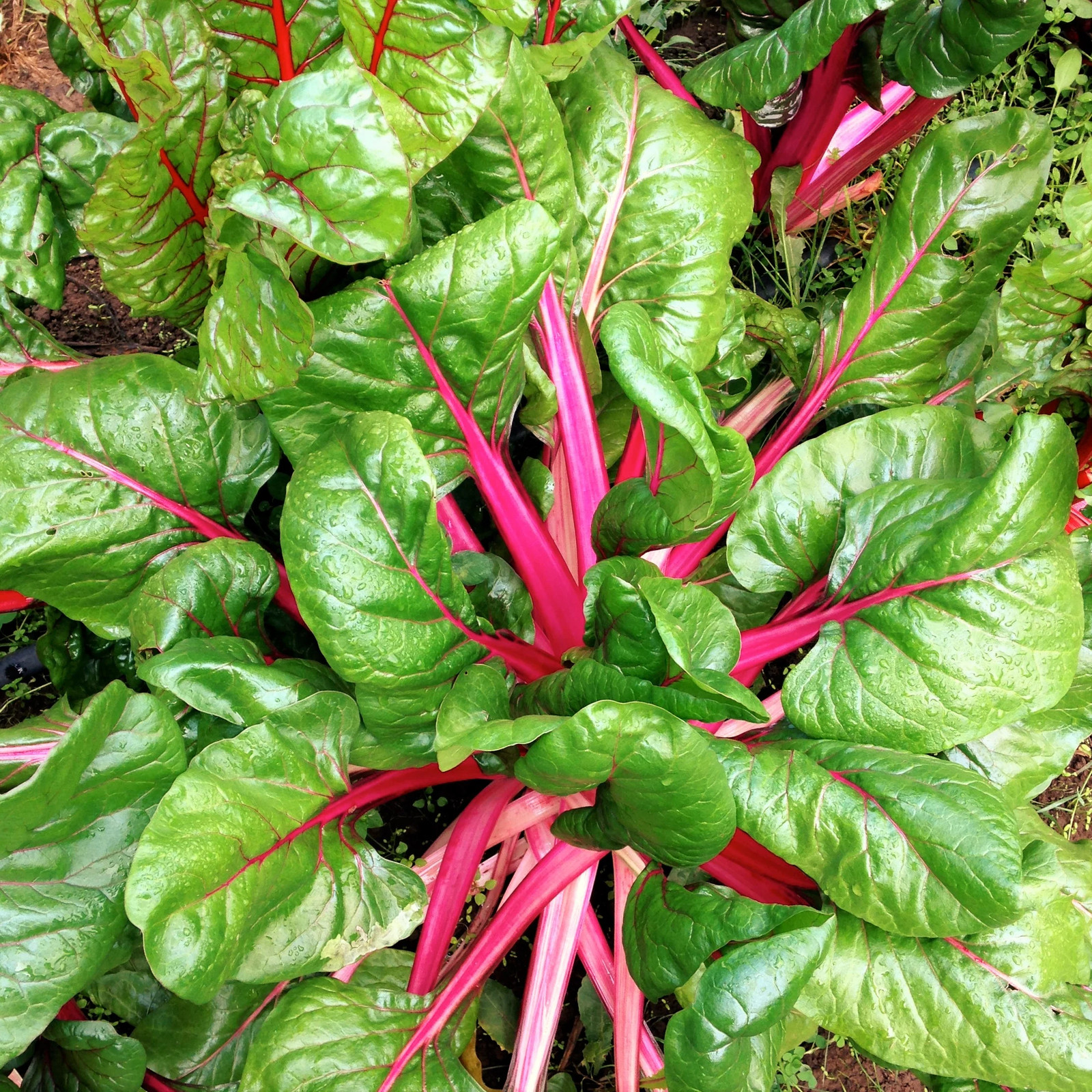 Pink Lipstick Swiss Chard Seeds | Beet Kale Spinach Garden Vegetable Seed 2024