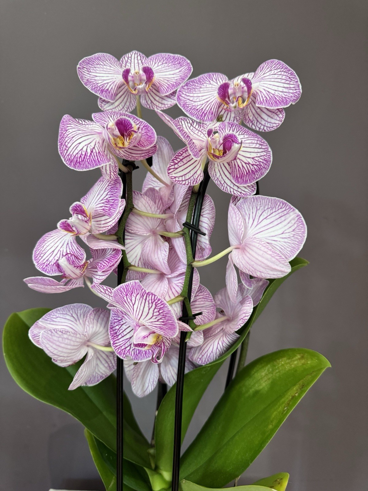 Very Beautiful phalaenopsis orchid plant For Sale in full Bloom.