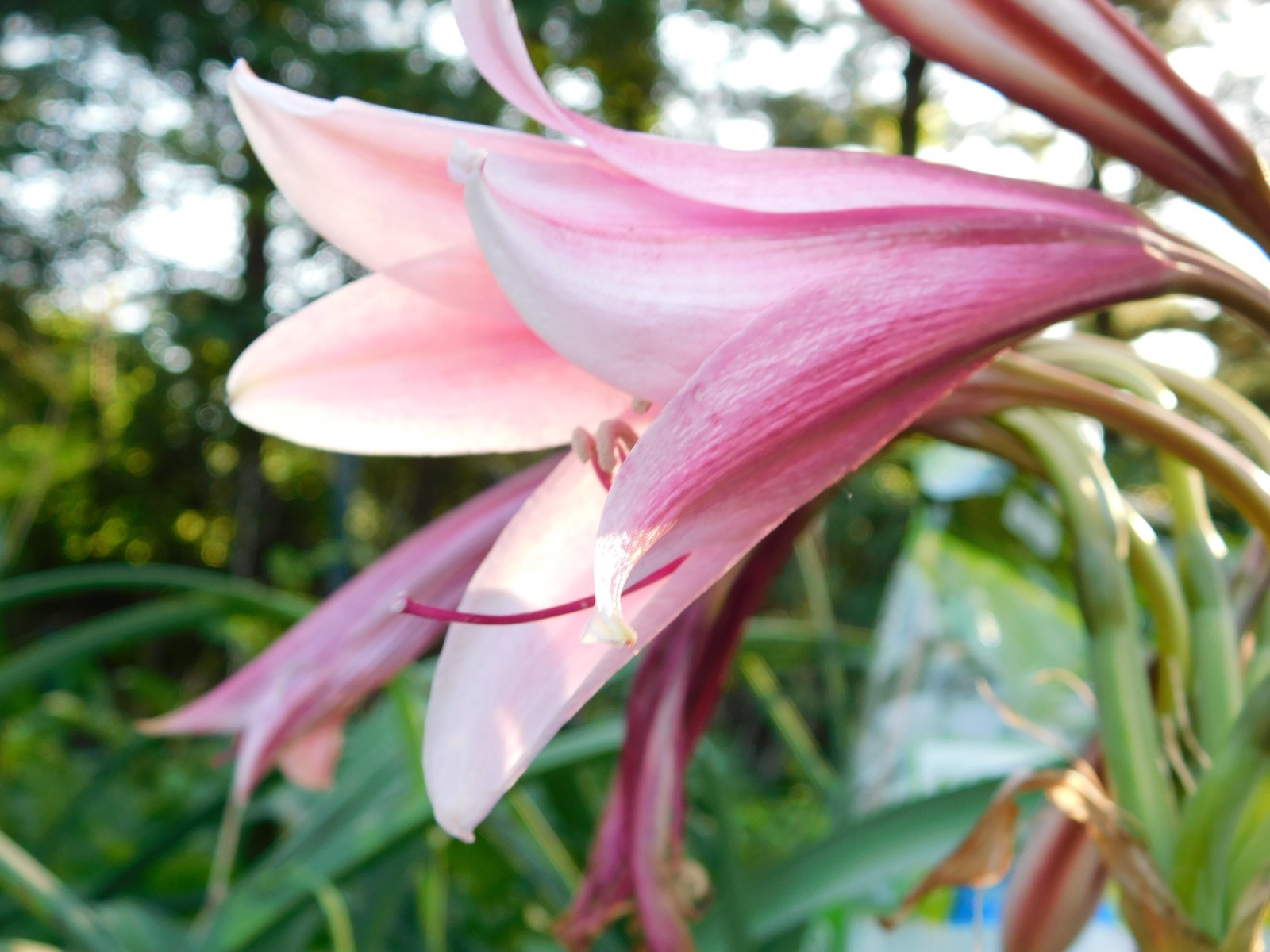 22 Oz (500 + )Crinum Bulbispermum Seeds, Cold Hardy, Orange river lily, Fresh