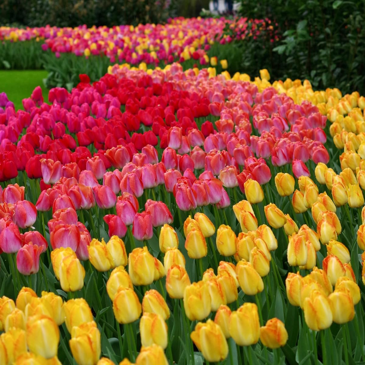 100-Pack Mixed Tulip Flower Bulbs – Bulk Pack of Colorful Tulips for Spring B…