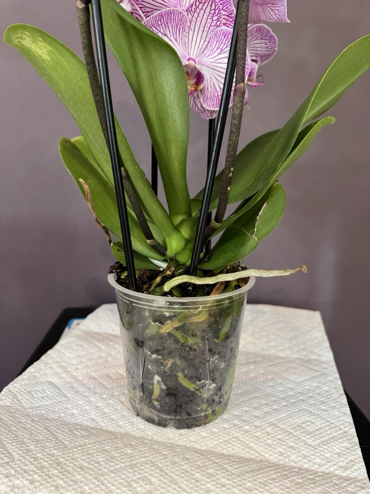 Very Beautiful phalaenopsis orchid plant For Sale in full Bloom.
