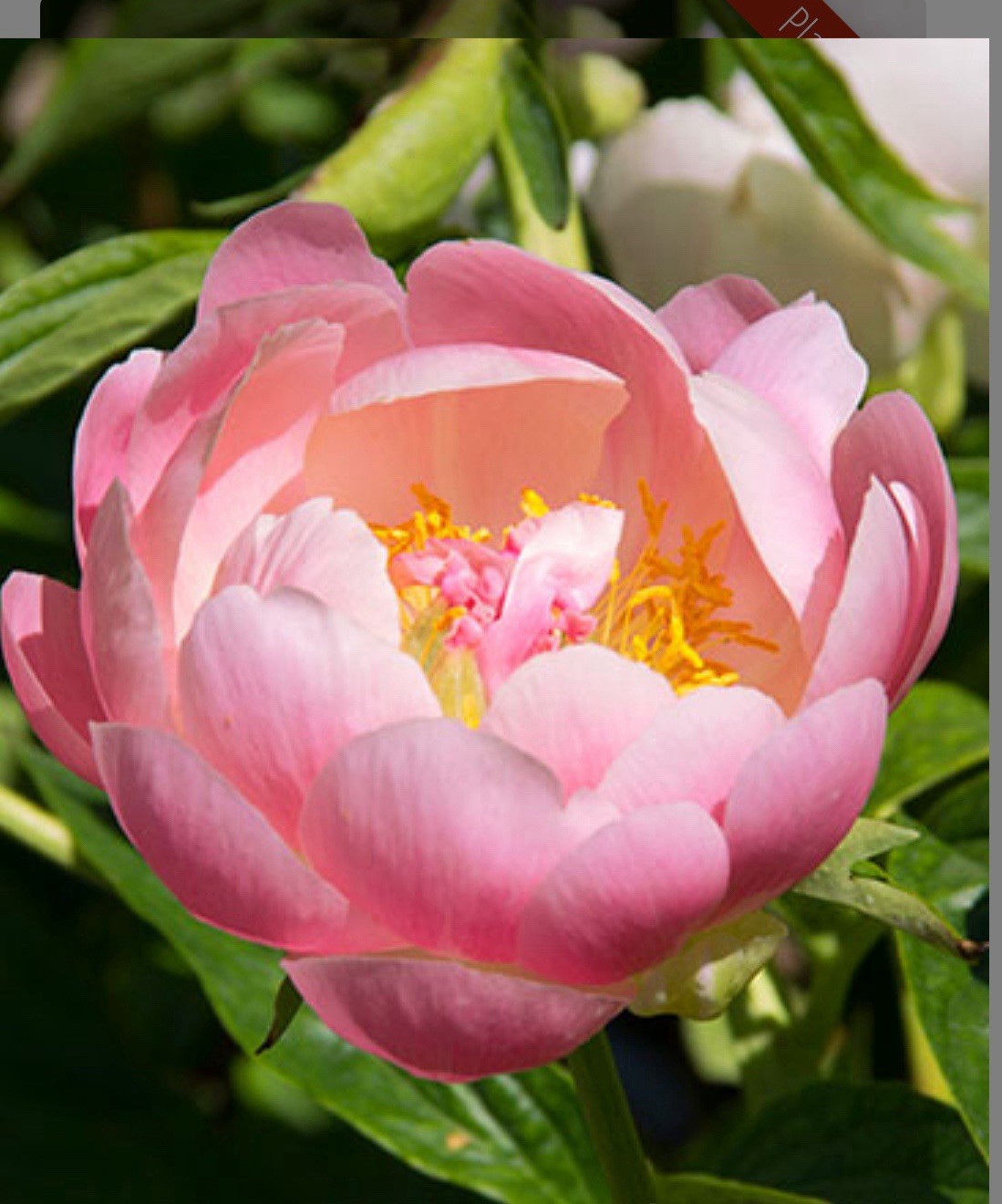 1 Bare Root (2-3 Eyes) Peony “Coral Sunset”