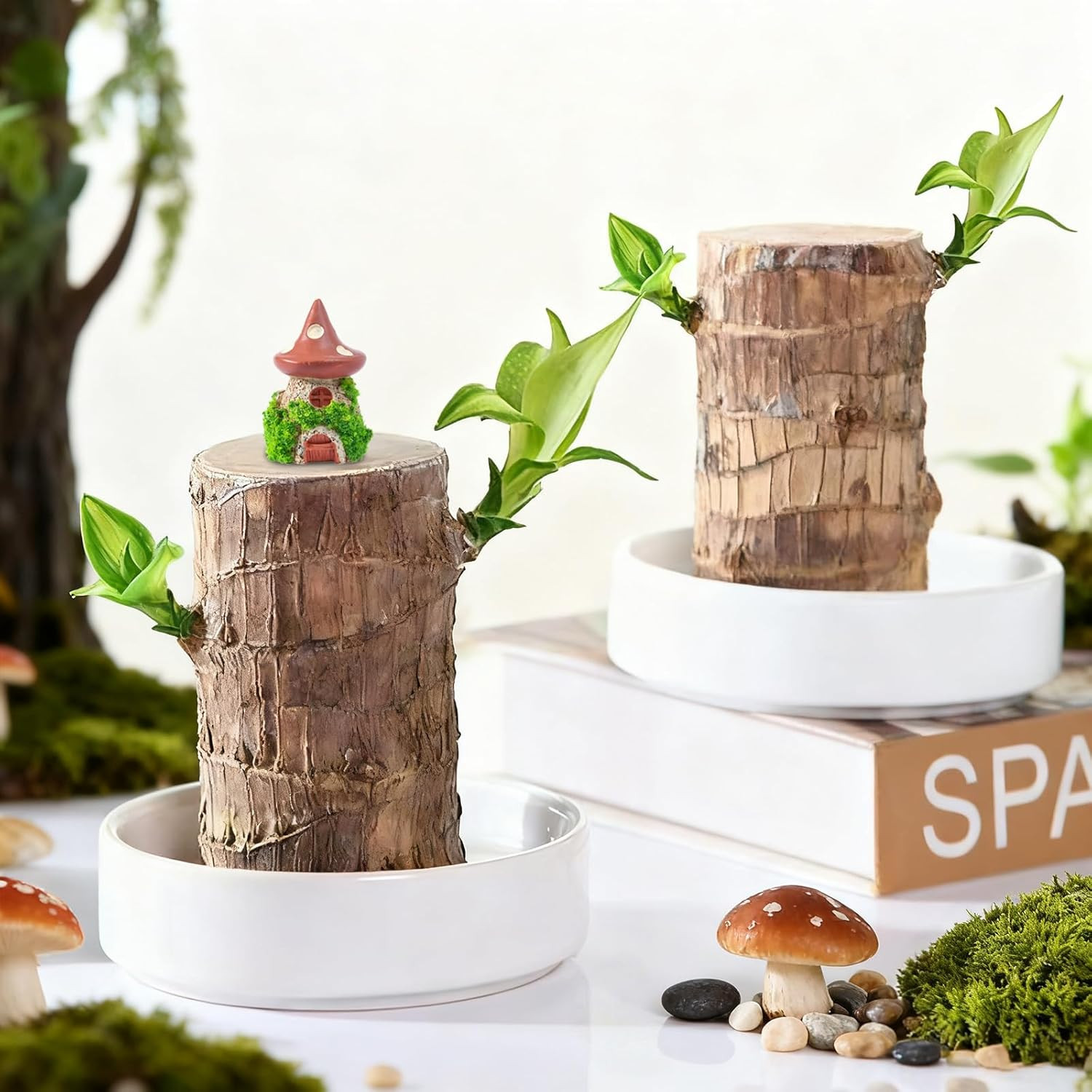 Brazilian Lucky Wood Plant,Fortune Brazil Wood Potted Plant with Mushroom House